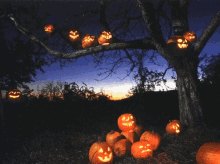 Happy Halloween! GIF - Halloween Pumpkins Jackolanterns GIFs