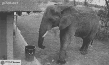 Animal Elephant GIF