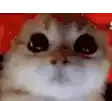 a close up of a cat 's face with big eyes looking at the camera .