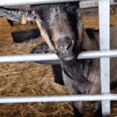 Goat Goat Turning Back GIF - Goat Goat Turning Back Goat Looking Back GIFs