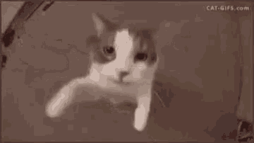 gato abordar abrazo gif