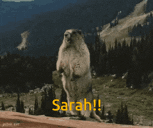 Sarah Yelling GIF - Sarah Yelling Yell GIFs
