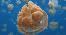 Jellyfish From Http://Headlikeanorange.Tumblr.Com/ GIF - Jellyfish Ocean Swim GIFs