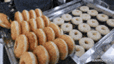 a bunch of donuts are sitting on a tray with the word animatica on it