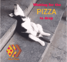 Hivepizza Chillin GIF - Hivepizza Pizza Hive GIFs