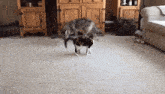 Coyote Flop GIF - Coyote Flop Lay Down GIFs
