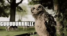 Guuuurrrllllll GIF - Owl Sassy Gurl GIFs