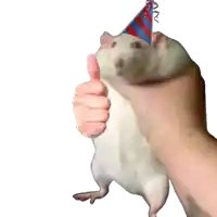 a person is holding a white hamster wearing a party hat and giving it a thumbs up .