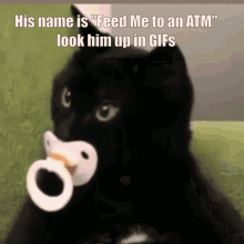 Cat Dummy GIF