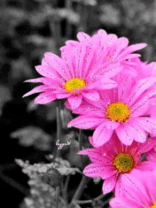 Pink Flowers GIF - Pink Flowers GIFs