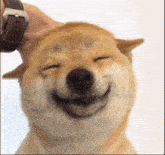 Thedoge Doge Meme GIF