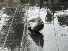 a pigeon is standing on a wet tile floor