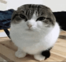 Cat Silly GIF - Cat Silly Silly Cat GIFs