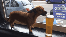 Happy Weekend Dog GIF - Happy Weekend Dog Beer GIFs