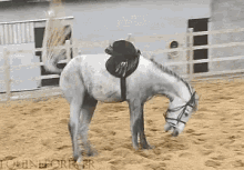 insane horse jump