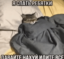 a cat is wrapped in a blanket with a caption in a foreign language