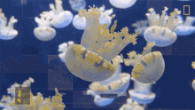 Groups Of Jellyfish National Geographic GIF - Groups Of Jellyfish National Geographic Blooms GIFs