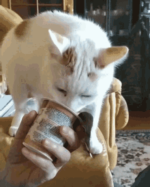 Kocur Biely GIF - Kocur Biely Cat GIFs
