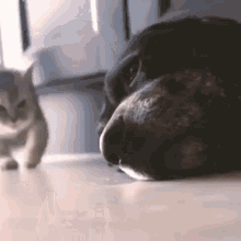 Kitti Puppy GIF - Kitti Puppy Love GIFs