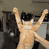 Papasparty Cat Dance GIF - Papasparty Cat Dance Papas Party GIFs