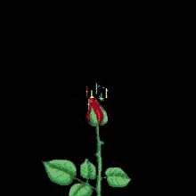 Rose Flower GIF - Rose Flower Sparkling GIFs
