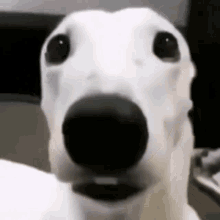 Dog Looking Sussy And Cold GIF - Dog Looking Sussy And Cold GIFs
