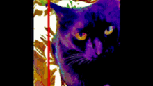 Cat Meme GIF - Cat Meme Funny GIFs