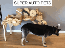 super auto pets pet dog petting