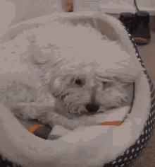 Dog Pet GIF - Dog Pet Bed GIFs