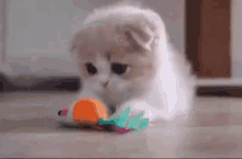 Cat Playing And Then Dies Misil GIF - Cat Playing And Then Dies Misil GIFs