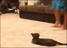 Scared Cat GIF - Spider Jump Cats GIFs