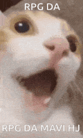 a close up of a cat 's face with the words rpg da rpg da mavi hj written above it