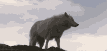 wolf animal howl