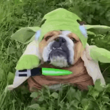 Yoda Pug GIF - Yoda Pug Star GIFs