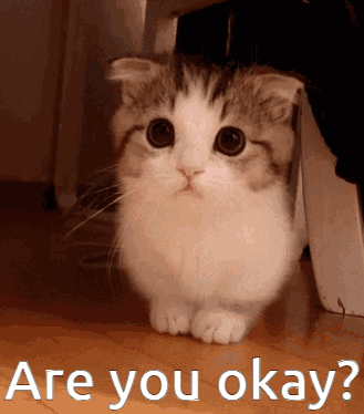 cat.gif
