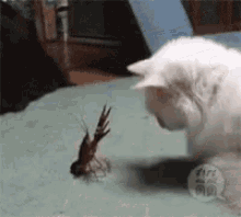 Cats Lobster GIF
