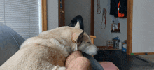 a husky dog laying on a person 's lap with a bag of pet food in the background