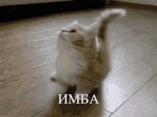 чмоня котик GIF - чмоня котик украина GIFs