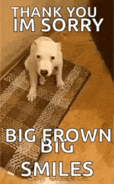 a white dog is sitting on a rug with the words `` thank you im sorry big brown big smiles '' written on it .