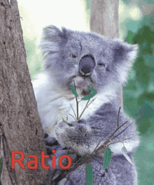 Koala Ratio GIF - Koala Ratio Bwp GIFs