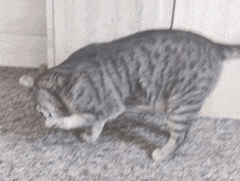 a cat is walking on a carpet and looking at something