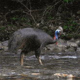 Looking For Food Cassowary GIF - Looking For Food Cassowary Robert E Fuller GIFs
