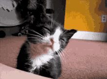Drowsy Cat GIF - Drowsy Cat Sleeping GIFs