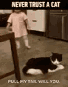 Never Trust A Cat Funny Animals GIF - Never Trust A Cat Funny Animals Cats GIFs