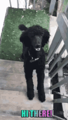 Hi There Poodle GIF - Hi There Poodle Black GIFs
