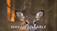 a deer is standing in the woods and looking at the camera with the words `` why up so early '' written below it .