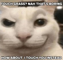 Touch Grass Cat Meme Meme
