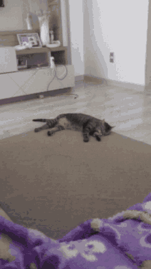 Lazzy Cats GIF