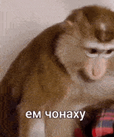 a close up of a monkey with a foreign language written on it .