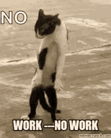 work no work cat funny go